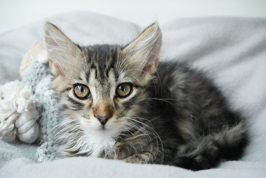 Graue Kitten mit länglichem Fell und großen Augen, entspannt auf einem weichen Stoff.